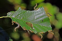 Larvae of Nematus septentrionalis