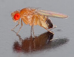 The fruit fly Drosophila melanogaster is a widely used model organism.