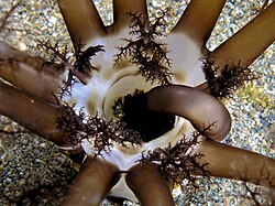 Sea cucumbers like this Neothyonidium magnum can burrow using peristaltic movements.