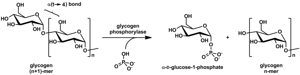 Action of glycogen phosphorylase on glycogen