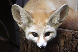 The fennec fox is the national animal of Algeria.