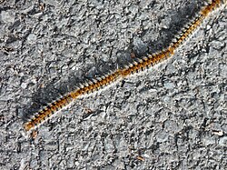 Caterpillars linked together into a "procession"