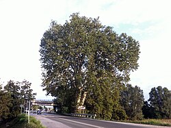 Napoleon's Platanus