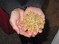 Malted (germinated) barley grains