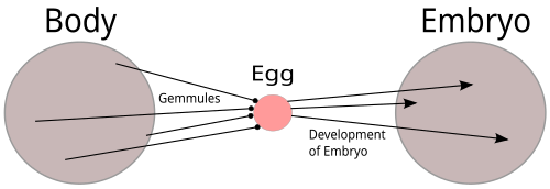 Darwin's pangenesis theory. Every part of the body emits tiny gemmules which migrate to the gonads and contribute to the next generation via the fertilised egg. Changes to the body during an organism's life would be inherited, as in Lamarckism.