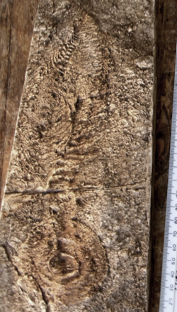 The fossil Charniodiscus is barely distinguishable from the "elephant skin" texture on this cast.
