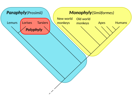 Cladogram of the primates, showing a monophyly (the simians, in yellow), a paraphyly (the prosimians, in blue, including the red patch), and a polyphyly (the night-active primates, the lorises and the tarsiers, in red). "Monkeys" too are paraphyletic if apes and humans are excluded.