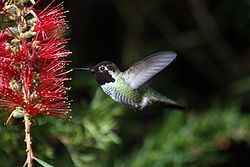 Hummingbirds typically feed on red flowers