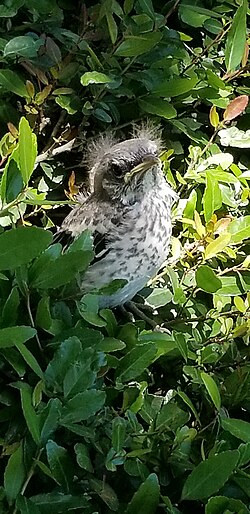 Fledging stage of the northern mockingbird (Mimus polyglottos)