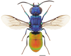 Pseudospinolia neglecta