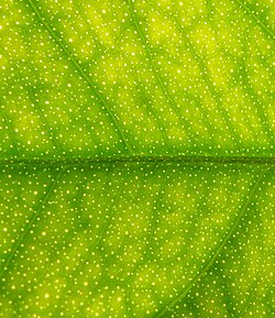 Citrus leaves with translucent glands[16]