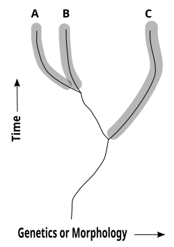 The cladistic or phylogenetic species concept is that a species is the smallest lineage which is distinguished by a unique set of either genetic or morphological traits. No claim is made about reproductive isolation, making the concept useful also in palaeontology where only fossil evidence is available.