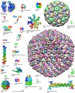 Examples of protein structures from the Protein Data Bank
