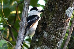 Hook-billed vanga (Vanga curvirostris)