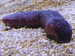A sea cucumber atop gravel, feeding