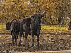 Hybrid between the domestic cow and the American bison