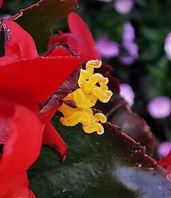 Pistil of Begonia grandis
