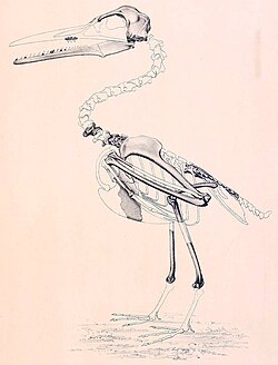 Skeletal restoration based on the holotype of I. dispar
