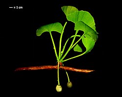 Reconstruction of the late Paleocene Ginkgo cranei
