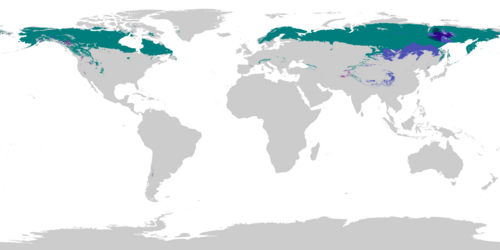 Subarctic climate worldwide as of 1991-2020, using the −3 °C (27 °F) threshold for the coldest month. Dsc Dsd Dwc Dwd Dfc Dfd
