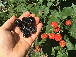 Picking blackberries in Oklahoma