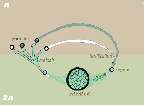 Diplontic life cycle