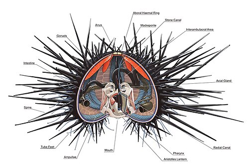 Sea urchin anatomy based on Arbacia sp.
