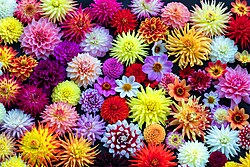 Dahlias from the UK National Collection of dahlias