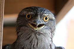 Sally-striking birds with broad gapes and large jaws, such as the tawny frogmouth, may be the closest modern analogues to Confuciusornis