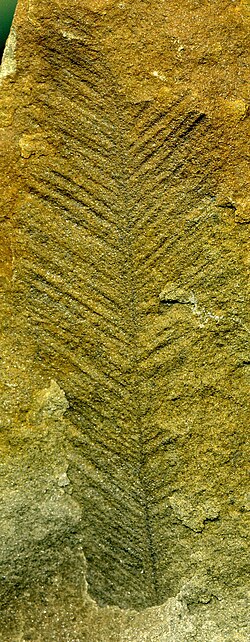 Plumalina plumaria Hall, 1858 (6.3 cm tall), Upper Devonian of western New York State, US. Workers usually assign this organism to the hydrozoans (phylum Cnidaria, class Hydrozoa) or the gorgonarians (phylum Cnidaria, class Anthozoa, order Gorgonaria), but it is probably safest to refer to it as incertae sedis.[1]