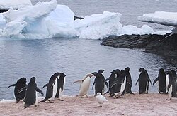 An isabelline Adélie penguin on Gourdin Island