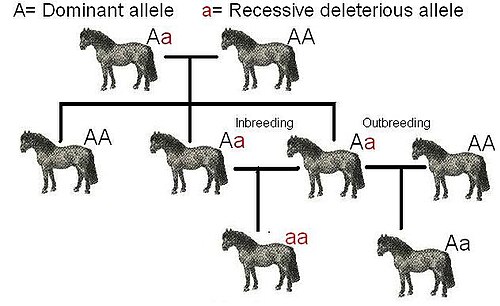 Example of inbreeding depression