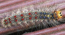 A spongy moth caterpillar