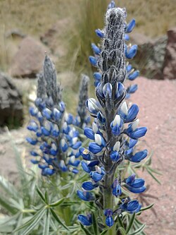 Lupinus aschenbornii, Nevado de Toluca, Mexico