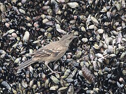 Surf Cinclodes endemic in Peru