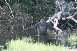 A female gorilla measuring depth of water with a branch at Nouabalé-Ndoki National Park in northern Republic of the Congo, an example of tool use in gorillas