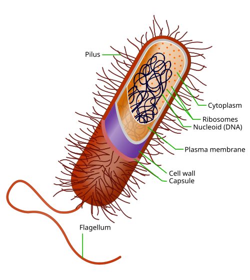 image of prokaryotic cell
