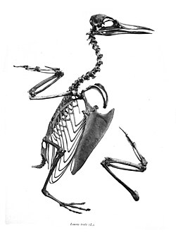 Skeleton