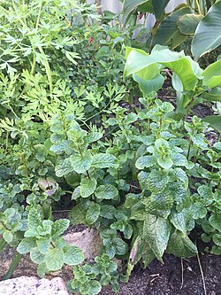 A variety of herbs are visible in this garden, including mint.
