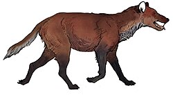 Reconstruction of the Dire wolf (Aenocyon dirus)