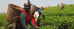 Tanzanian women harvesting tea leaves