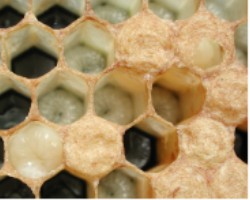 Older larvae in open cells. On the lower left is one about to pupate. On the upper right is one partly capped.