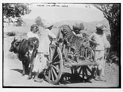 An Indian leopard used for hunting, probably early 20th century