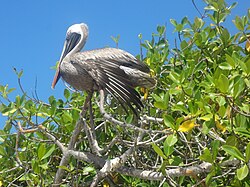 Brown pelican (Pelecanus occidentalis), Tortuga Bay
