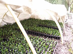 A plastic cold frame with semi-white plastic, used to keep the cuttings humid and semi-shaded