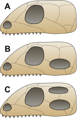 A = Anapsid, B = Synapsid, C = Diapsid
