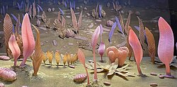 Diorama of Ediacaran ecosystem, with abundant Charnia fronds, at the Smithsonian National Museum of Natural History
