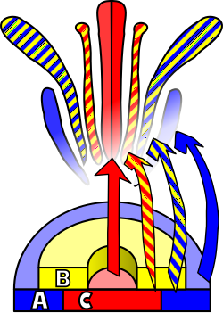 A diagram illustrating flower development in Arabidopsis
