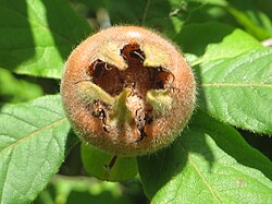 The large calyx of the medlar fruit is the source of its vulgar nicknames.