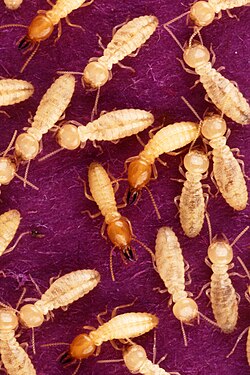 Methanogenic archaea form a symbiosis with termites, living in their gut and helping to digest cellulose.